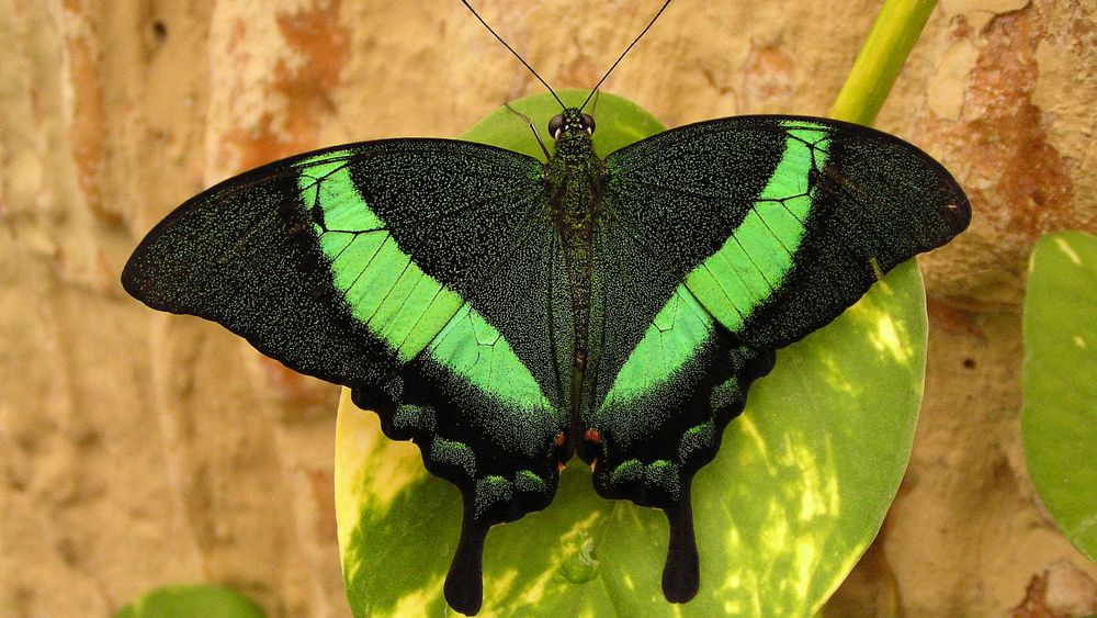 Бабочка на зеленом фоне для видеомонтажа