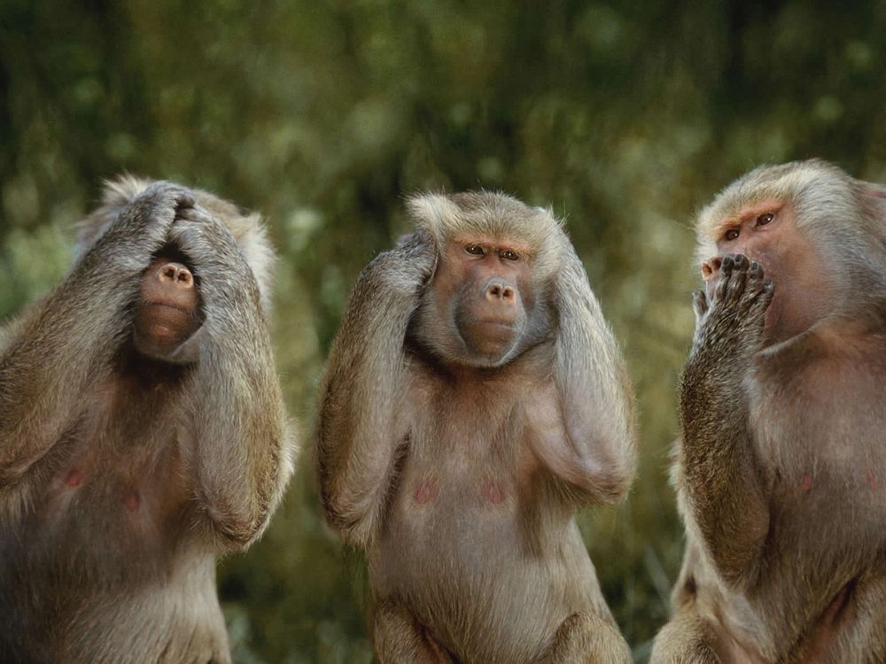 Обои для рабочего стола Три обезьяны сидят закрыв лапами глаза, уши, рот (Ничего не слышу, ничего не вижу, ничего не говорю)