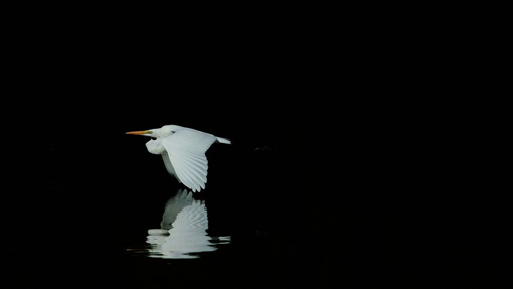 Обои для рабочего стола Белая цапля летит над ночной водой, отражаясь на ее поверхности
