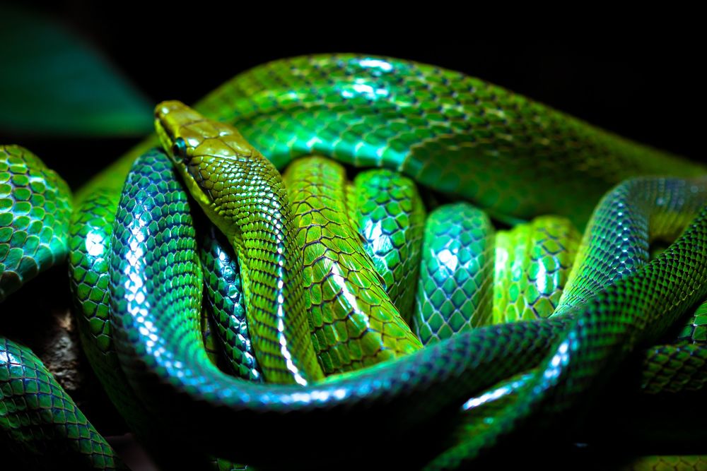 Зеленая змейка. Смарагдовый полоз. Смарагдовый полоз зеленый. Зеленый полоз змея. Змея Аспид зеленый.