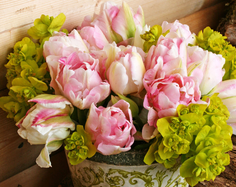 Обои на рабочий стол Нежно -розовые и светло-зеленые розы растут в .