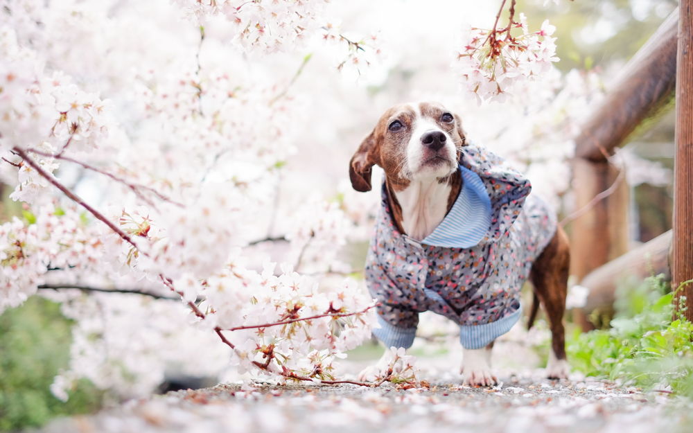 Обои для рабочего стола Собака в курточке стоит на фоне цветущей сакуры