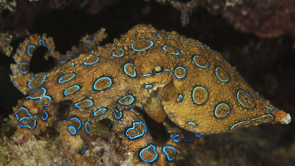 Обои для рабочего стола Пятнистый осьминог на дне моря