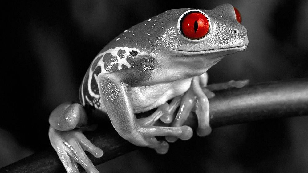 Обои для рабочего стола Хипстер, черно-белое фото лягушки с красными глазами