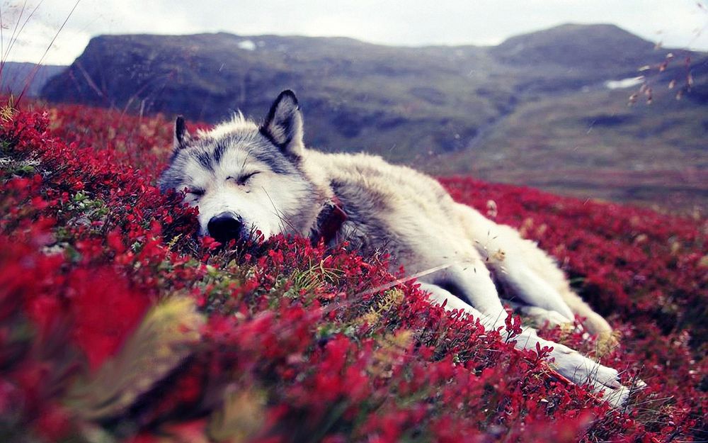 Обои для рабочего стола Уставшая собака спит на земле, поросшей красными цветами