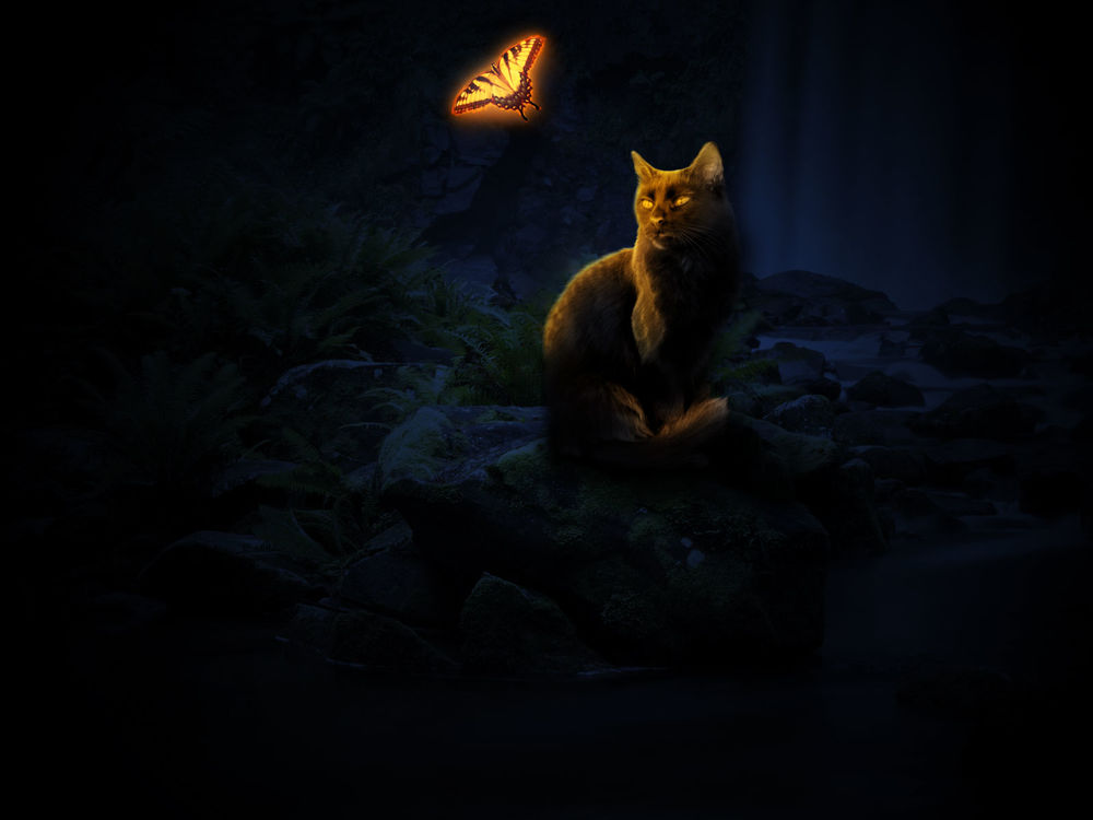 Обои для рабочего стола Кошка, сидя на камнях в лесу, смотрит на светящуюся бабочку