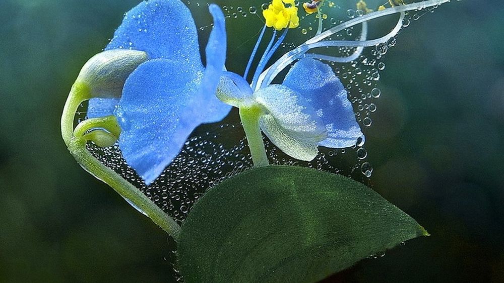 Обои для рабочего стола Голубые цветы с широкими зелеными листьями под водой с пузырьками воздуха