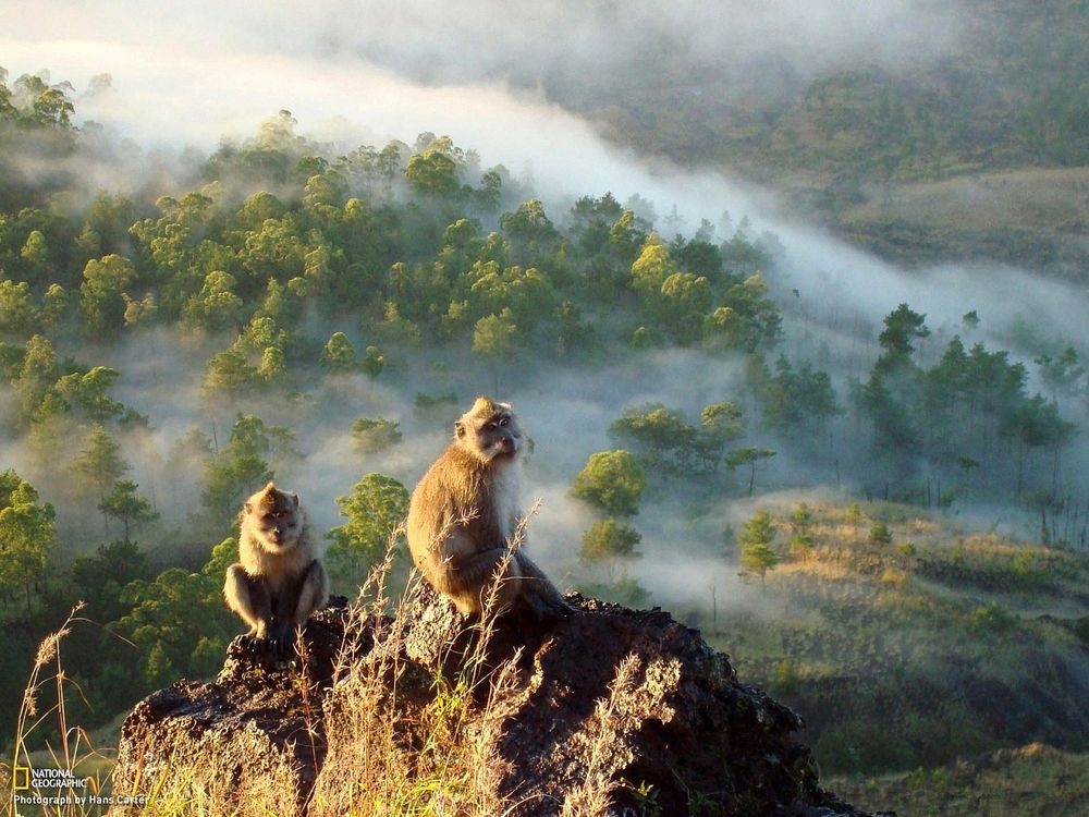 Обои для рабочего стола Две обезьяны сидят на скале, внизу растет лес, затянутый густым туманом, by Hans Carter