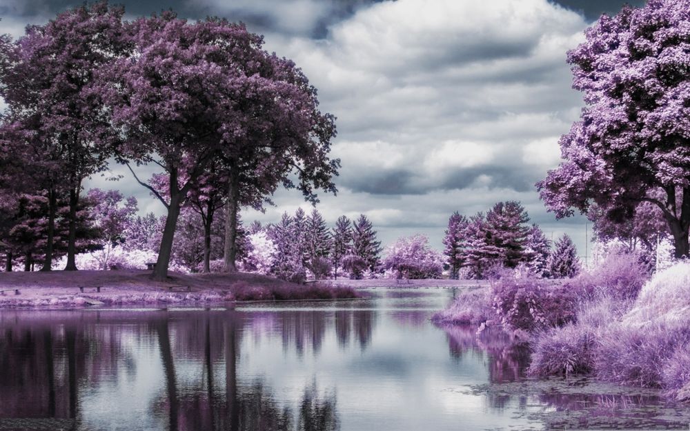 Обои для рабочего стола Фиолетовый лес на берегах реки