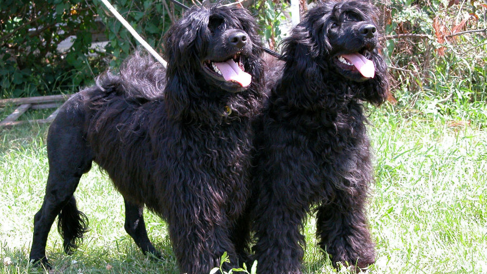 Обои для рабочего стола Две черные португальские водяные собаки на поводках
