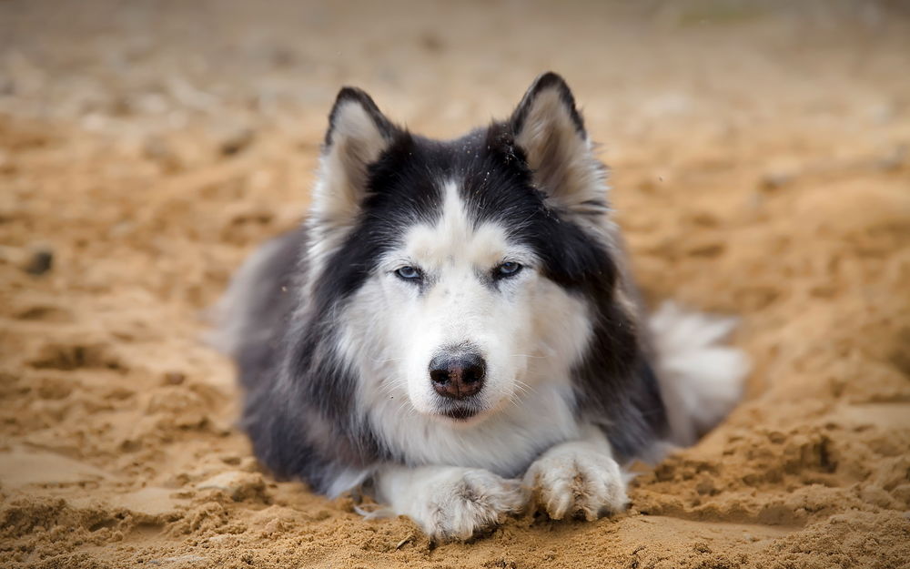 Обои для рабочего стола Собака лежит на мокром песке