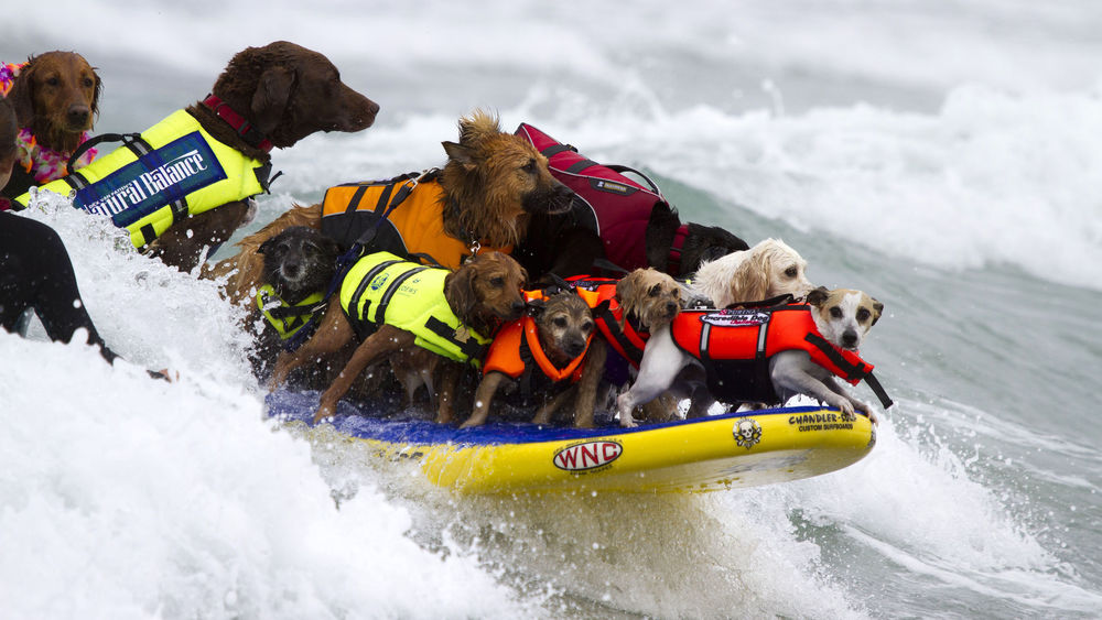 Обои для рабочего стола Собаки спасатели в спасательных жилетах, в надувной лодке спешат на помощь