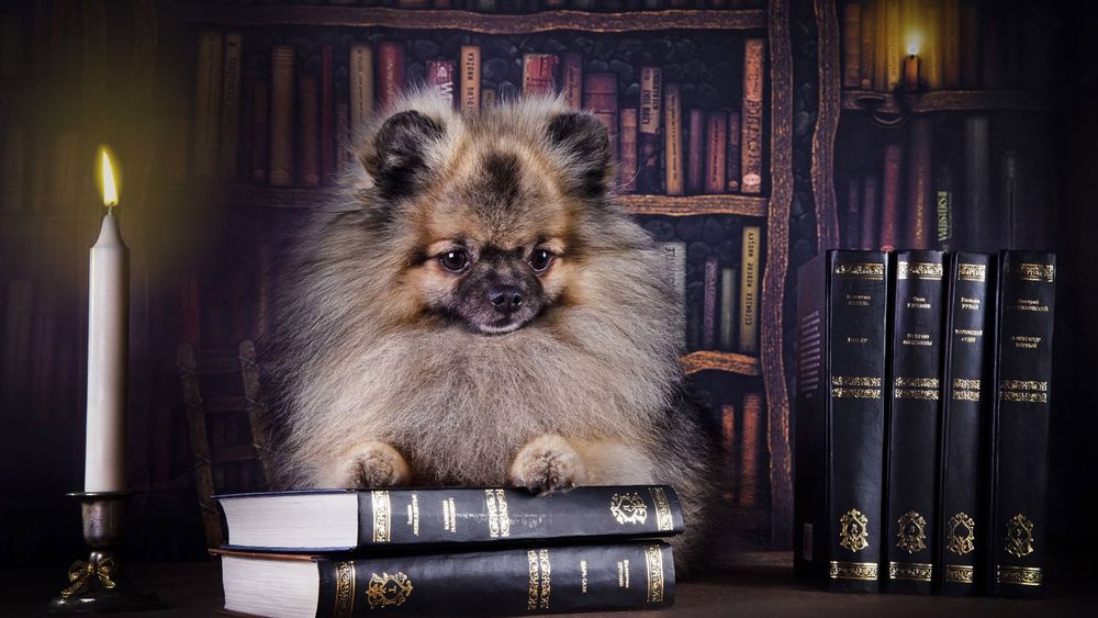 Обои для рабочего стола Щенок положил передние лапы на стопку книг, рядом горит свеча