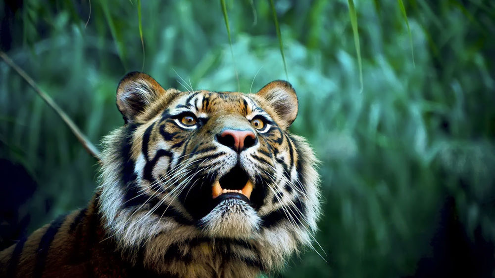 «Рычу как тигр» - конкурс от Дианы Арбениной и WWF