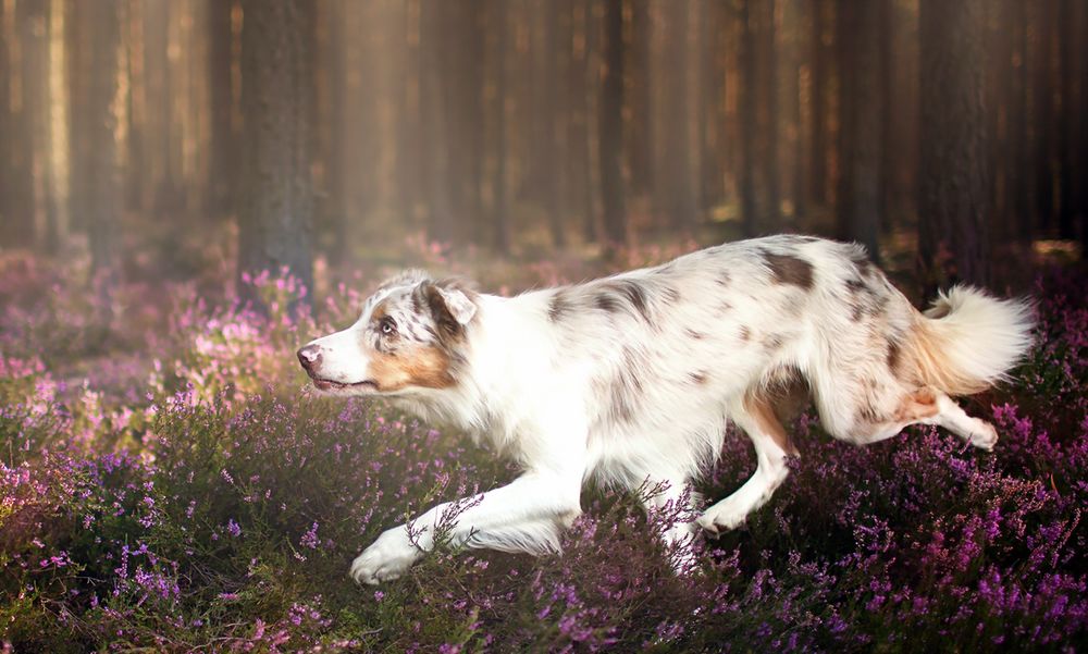 Обои для рабочего стола Собака пастушьей породы бежит в лесу по цветущей вереском поляне