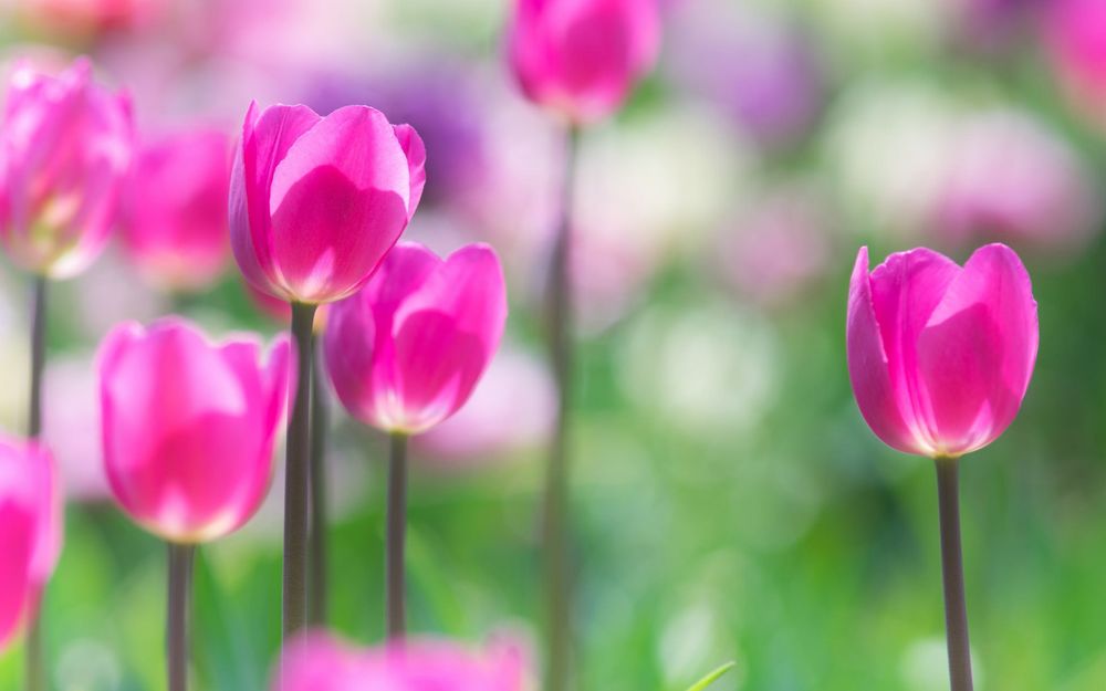 Обои для рабочего стола Яркие розовые тюльпаны на размытом фоне