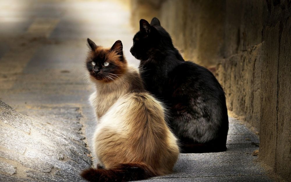 Обои для рабочего стола Две кошки балинезийская и черная сидят на улице