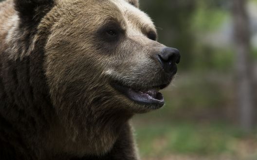 Обои на рабочий стол Бурый медведь на размытом фоне