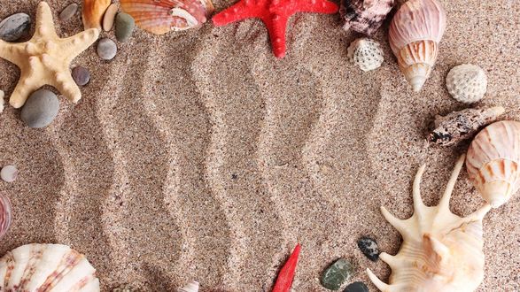 Обои на рабочий стол Ракушки и морские звезды на песке