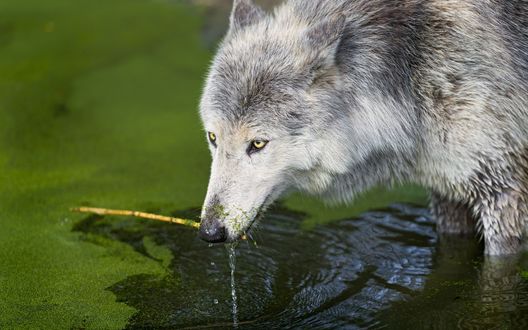 Обои на рабочий стол Волк стоит в воде и держит в пасти сухую веточку
