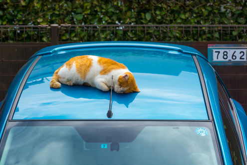 Обои на рабочий стол Рыжий котенок спит на крыше автомобиля