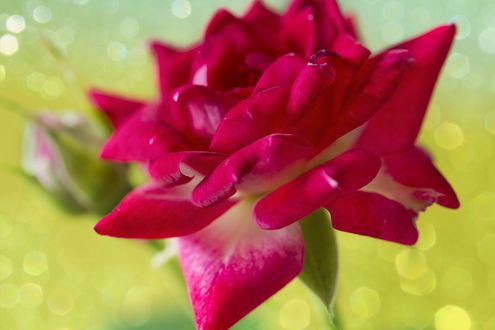 Обои на рабочий стол Розовая фуксия на размытом фоне / Rosa color fucsia en primer plano en un fondo borroso