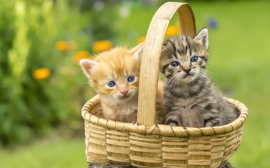 Обои на рабочий стол Маленькие котята сидящие в плетенной корзинке