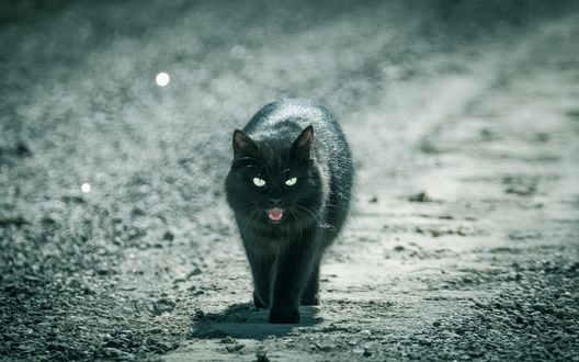 Обои на рабочий стол Черная кошка идет по дороге