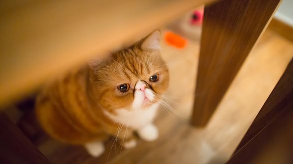 Обои на рабочий стол Котик выглядывает изпод стола