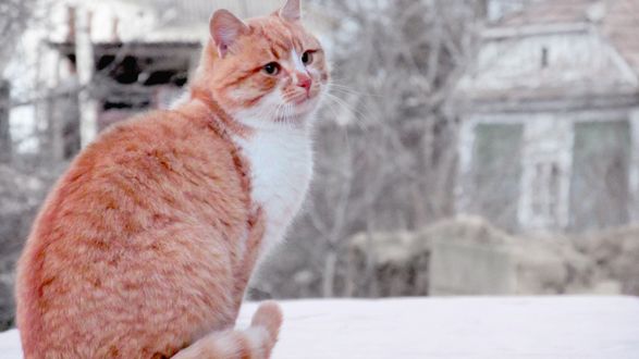 Обои на рабочий стол Кот на подоконнике