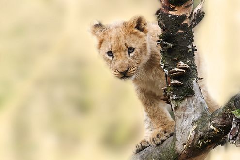 Обои на рабочий стол Любопытный маленький львенок залез на сухую корягу