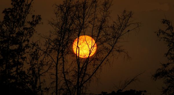 Обои на рабочий стол Луна за ветками деревьев