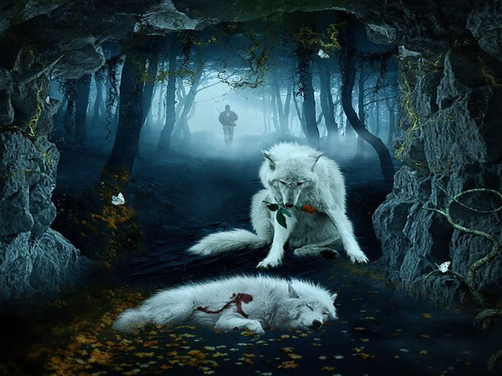 Обои для рабочего стола Белый волк держит красную розу в зубах, склонившись над убитой охотником подругой