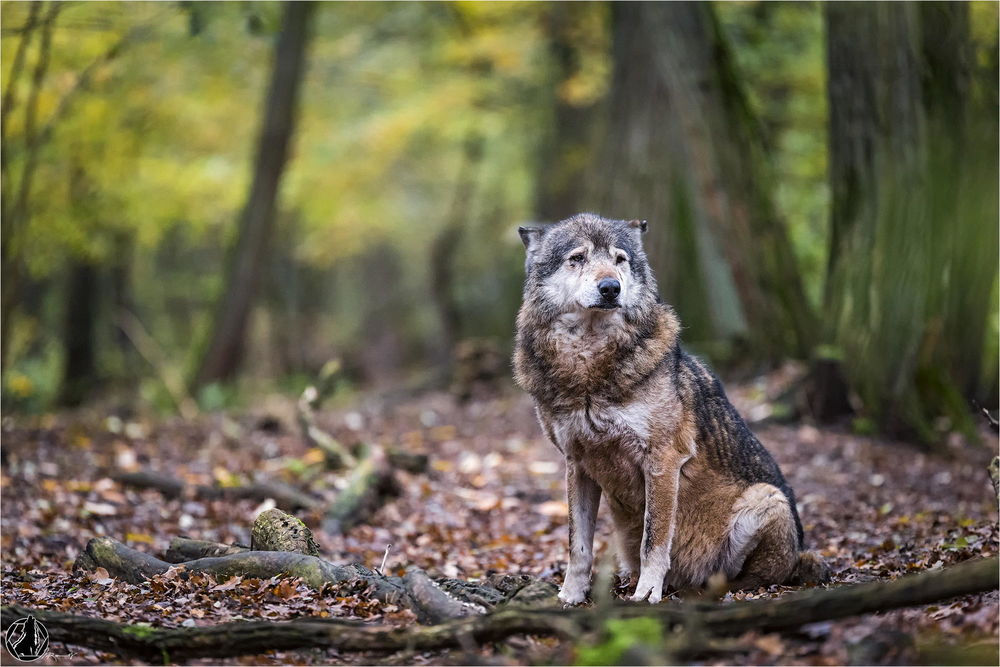 Обои для рабочего стола Грустный одинокий волк сидит в лесу
