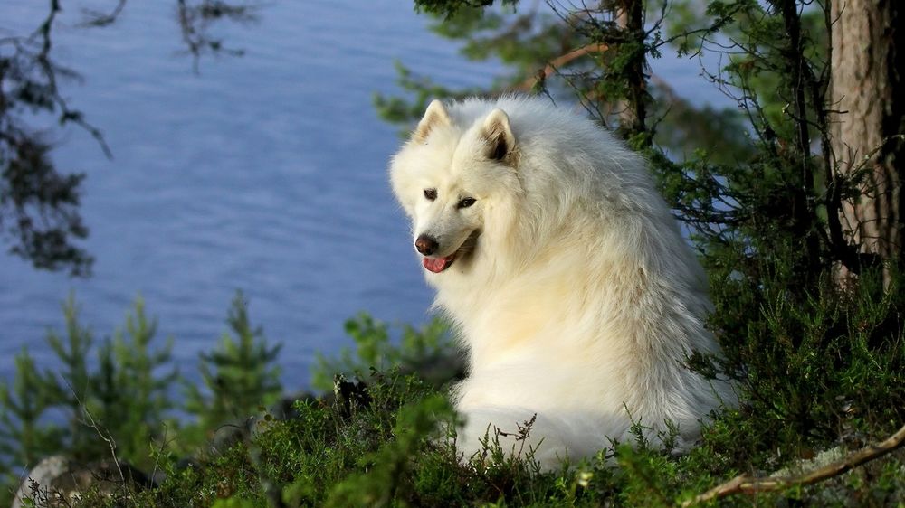 Обои для рабочего стола Белая собака самоед сидит возле дерева в лесу на фоне водоема