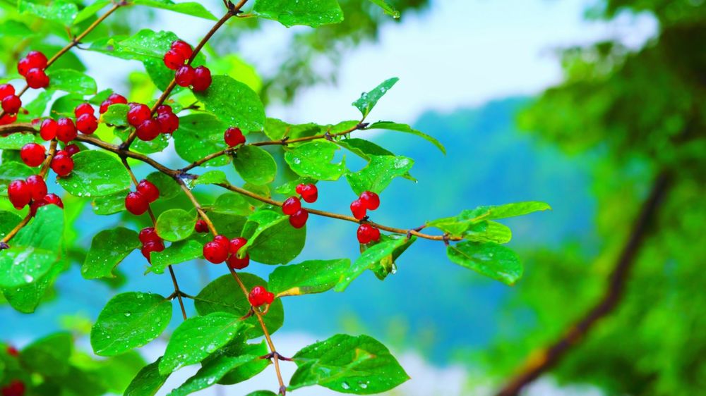 Обои для рабочего стола Красные ягоды на ветке с листьями в каплях дождя на размытом фоне леса