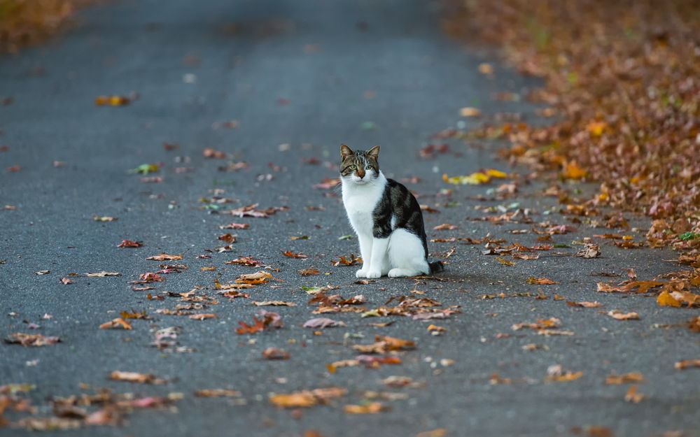 Обои для рабочего стола Кошка сидит на дороге среди осенних листьев