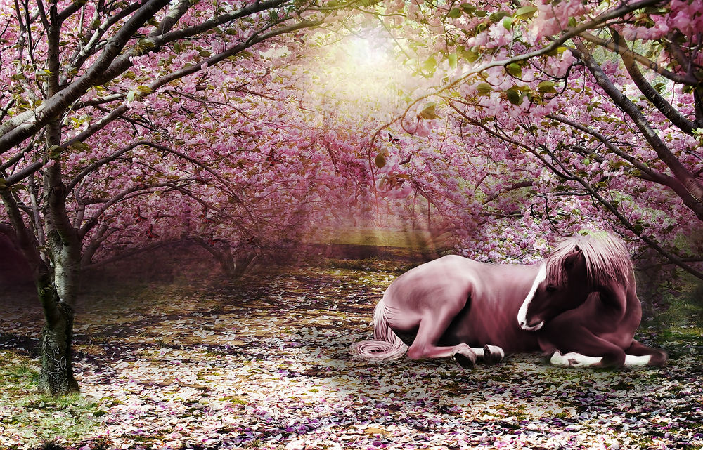 Обои для рабочего стола Лошадь лежит в лучах солнца в саду цветущей сакуры