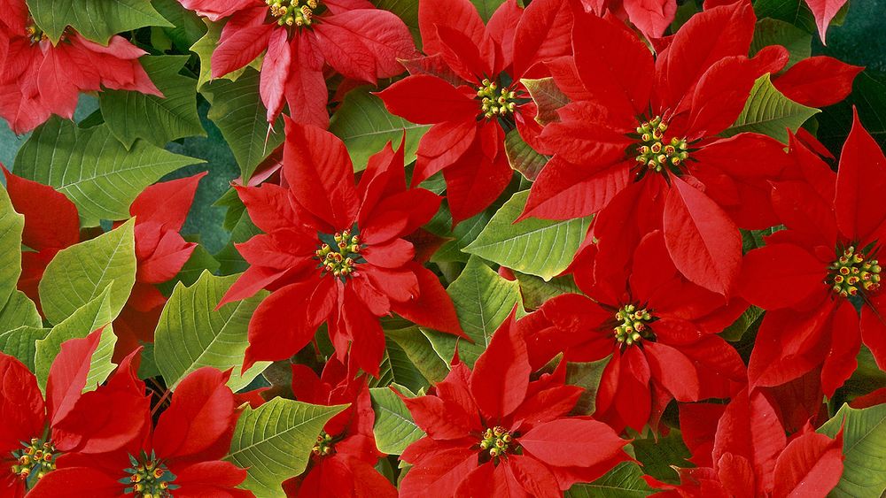 Обои для рабочего стола Красные цветы Пуансетия / Euphorbia pulcherrima / или молочай, красивейший из тропической Мексики