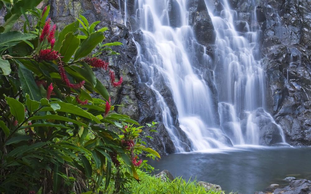 Обои для рабочего стола Кусты и скалы возле водопада. Микронезия / Arbustos y rocas en la cascada Kepirohi, Micronesia