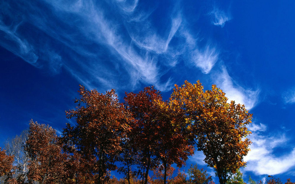 Обои для рабочего стола Голубое небо с белыми перистыми облаками и деревья с осенней листвой
