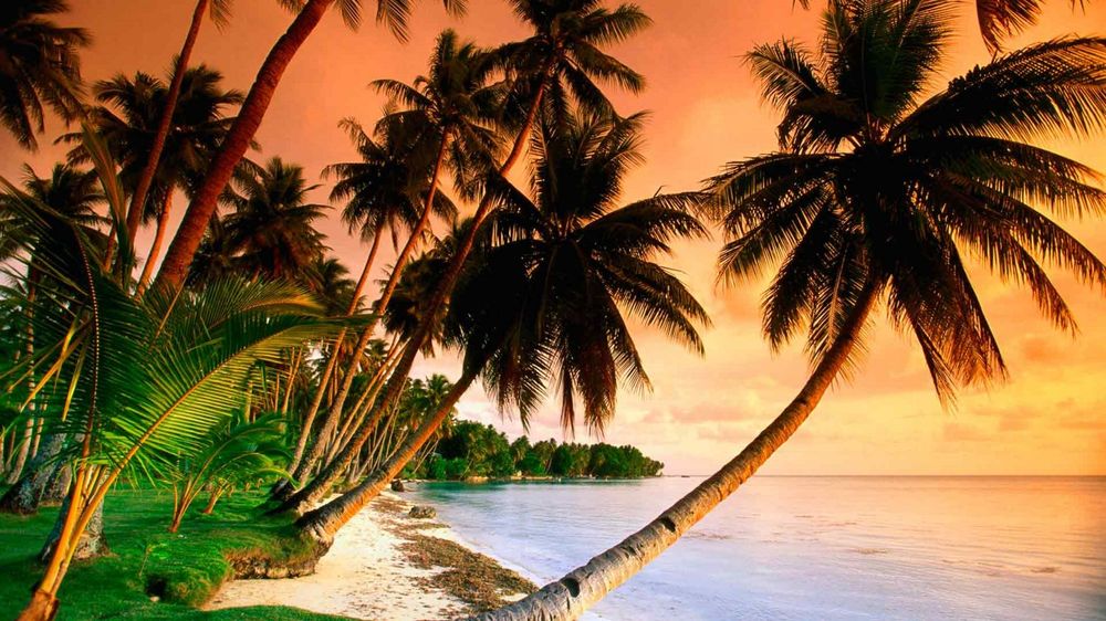 Обои для рабочего стола Пальмы на берегу океана на фоне желто-розового неба в тропиках
