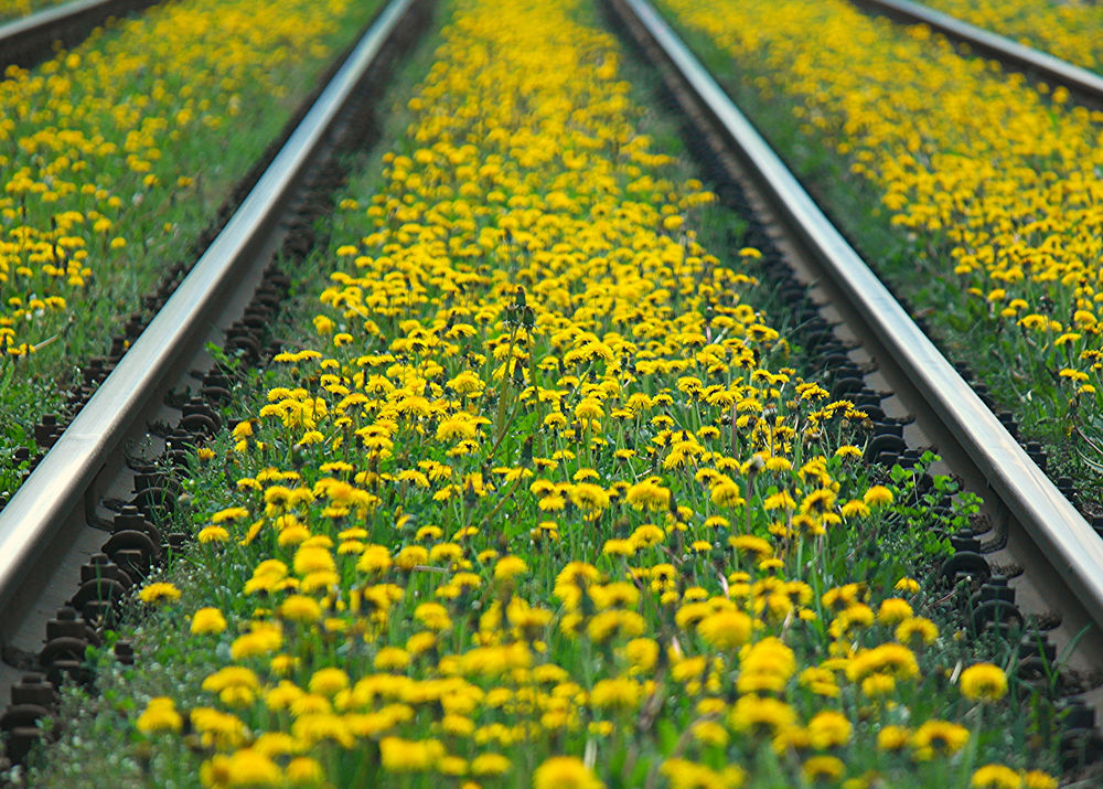 Обои для рабочего стола Одуванчики цветут на железнодорожной дороге, между рельсами, ву dretschi