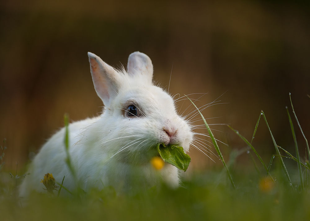 Почему крольчиха съедает своих крольчат: причины