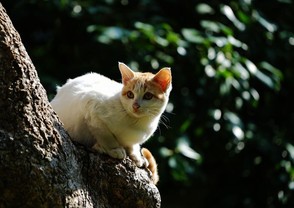 Обои для рабочего стола Белый кот сидит на дереве, фотограф Sherman C