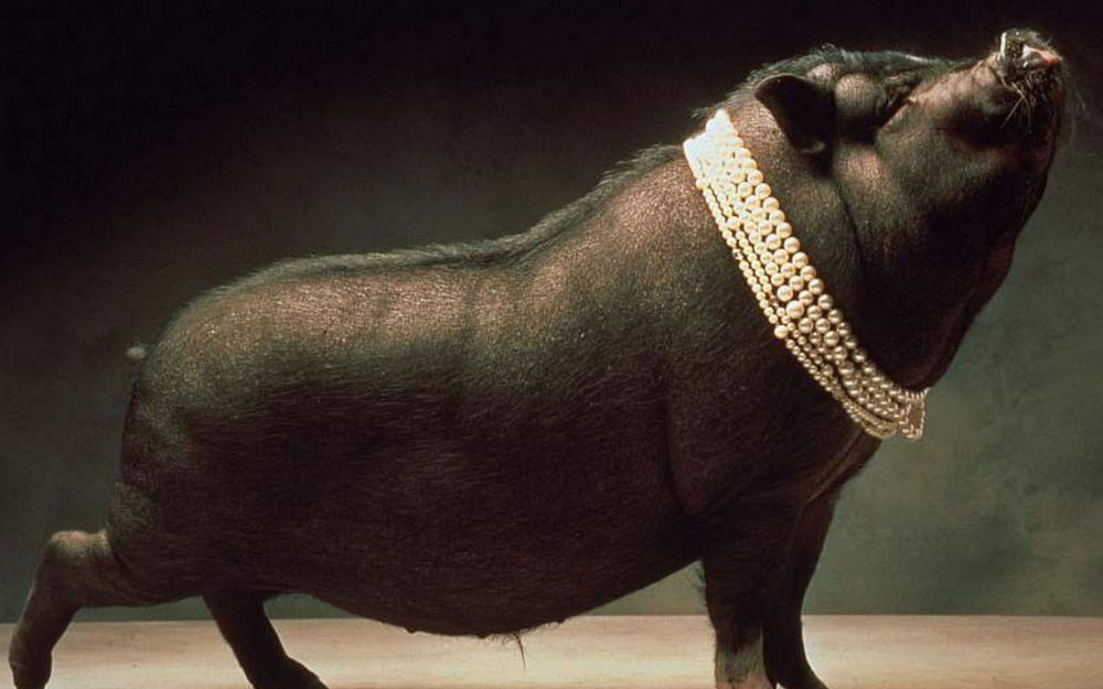 Обои для рабочего стола Черная карликовая декоративная свинья Мини-Пиги в ожерелье из белого жемчуга