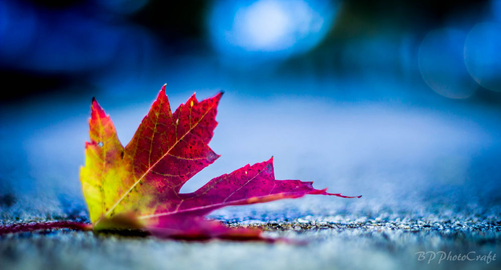 Обои для рабочего стола Осенний кленовый лист лежит на дороге