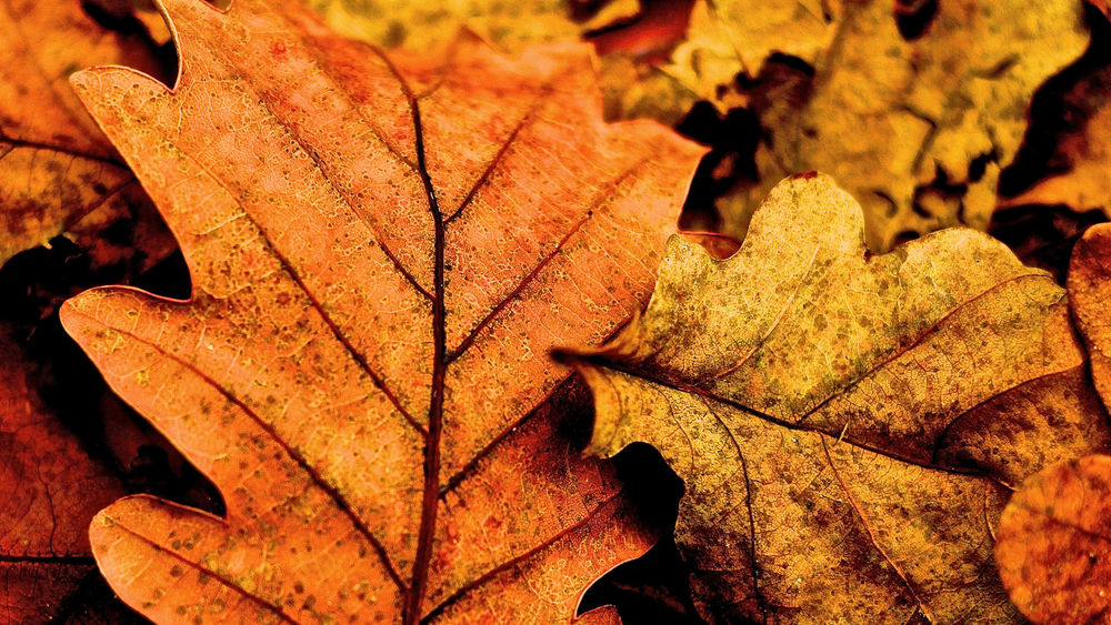 Фото Осенних Листьев Дуба