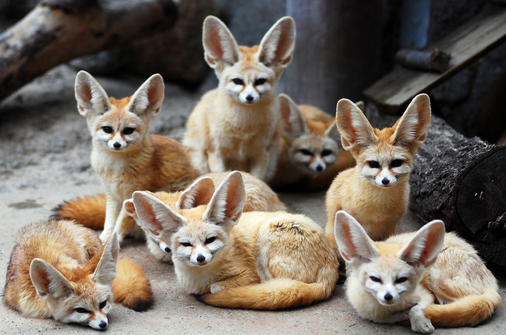 Обои для рабочего стола Fennec fox / лисы фенек, маленькие и большеухие из зоопарка