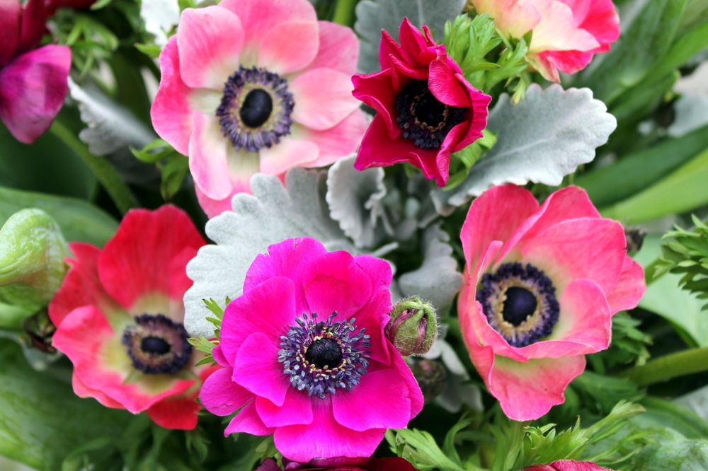 Обои для рабочего стола Анемоны с зелеными листьями / Flores anemones con sus hojas verdes